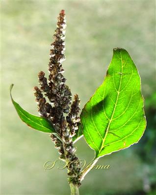  Inflorescence-Paniculate spike